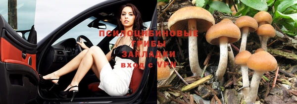 прущие грибы Орехово-Зуево